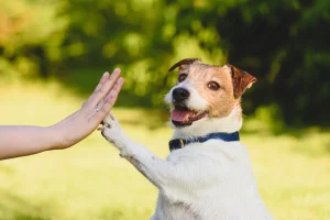 como-adotar-um-cachorro