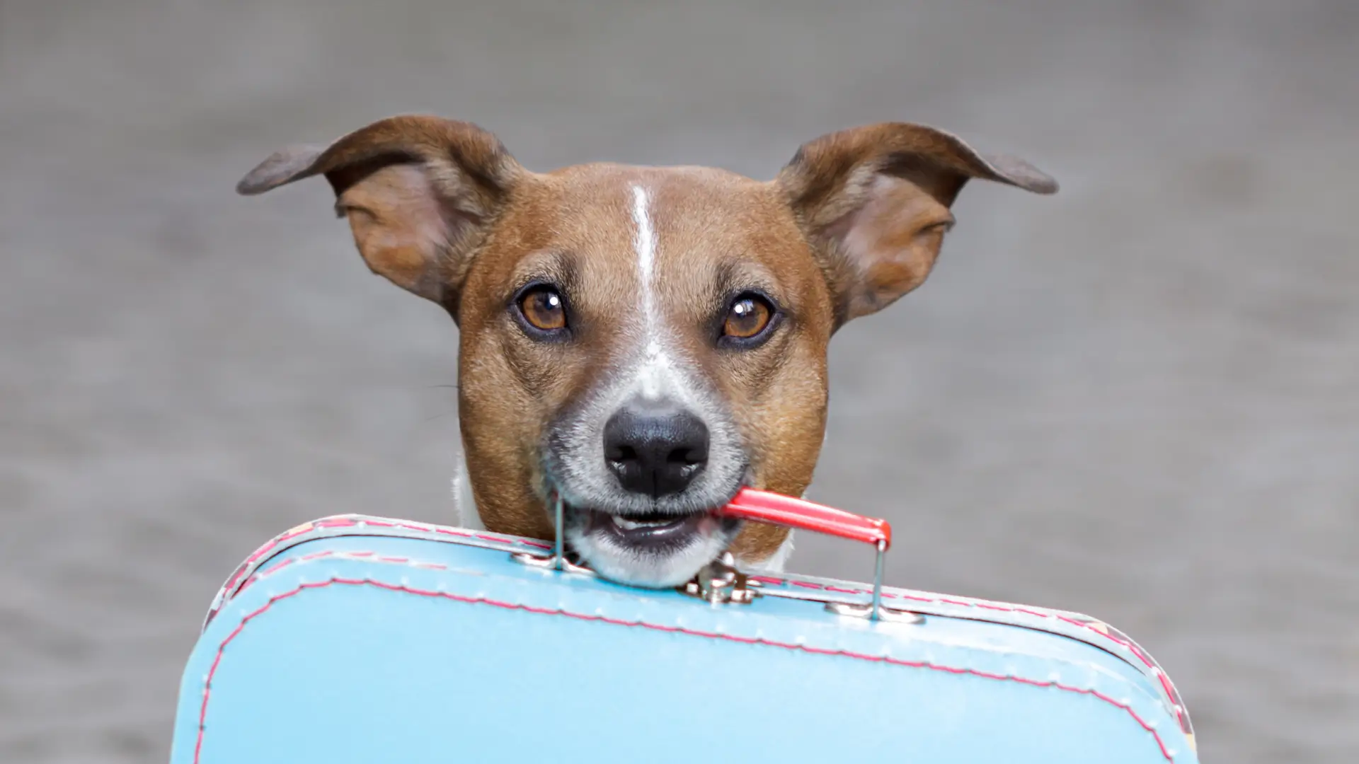 como descobrir ansiedade em cachorro