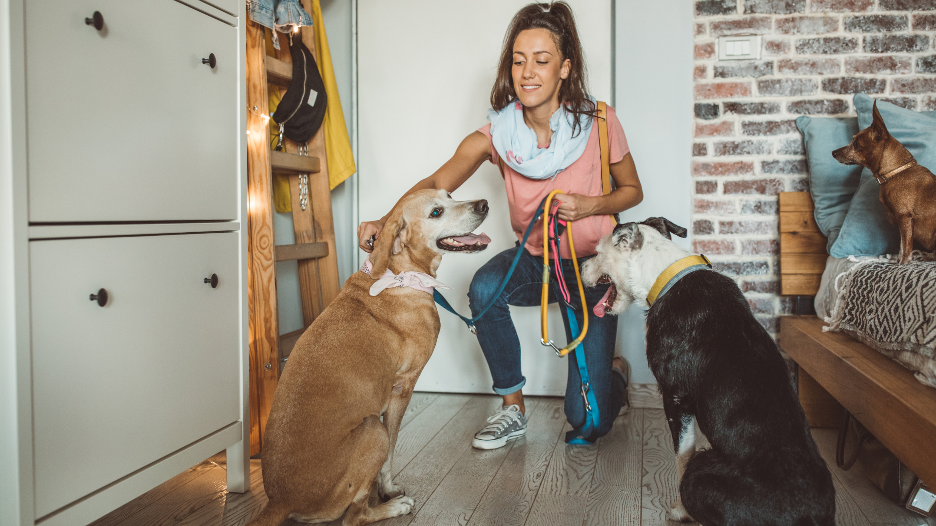 como funciona o pet sitter