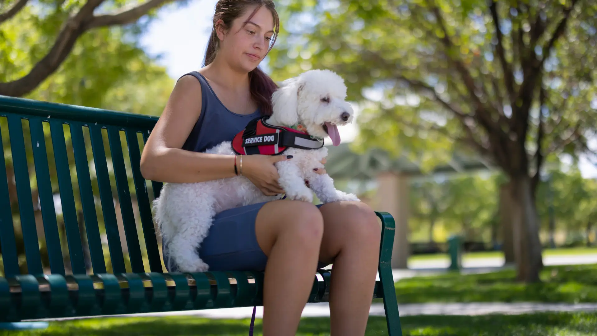 como tirar a dependencia emocional do cachorro