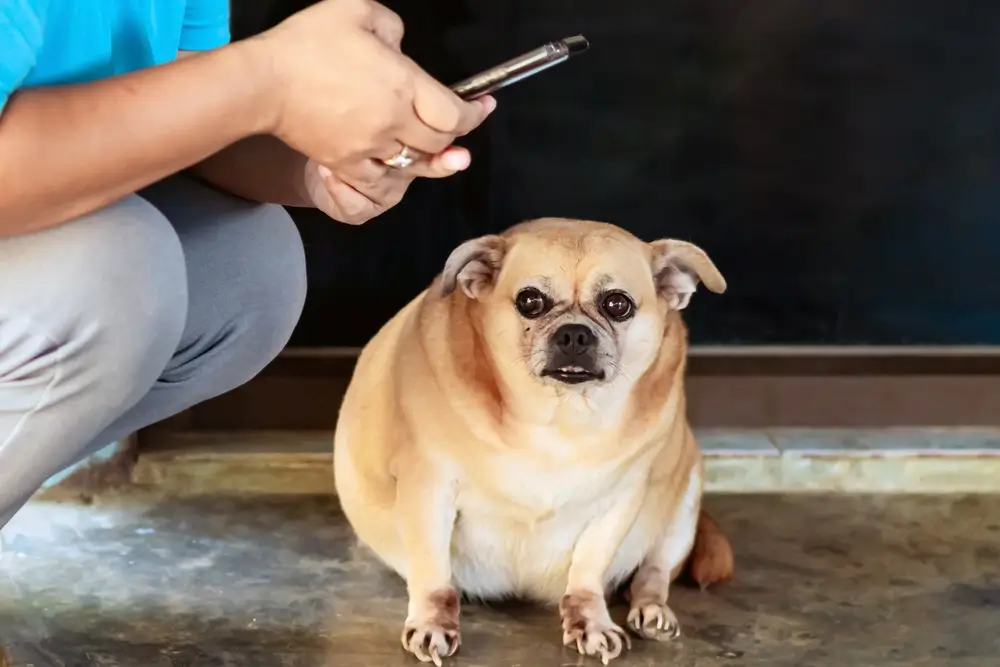 dieta para cachorro emagrecer