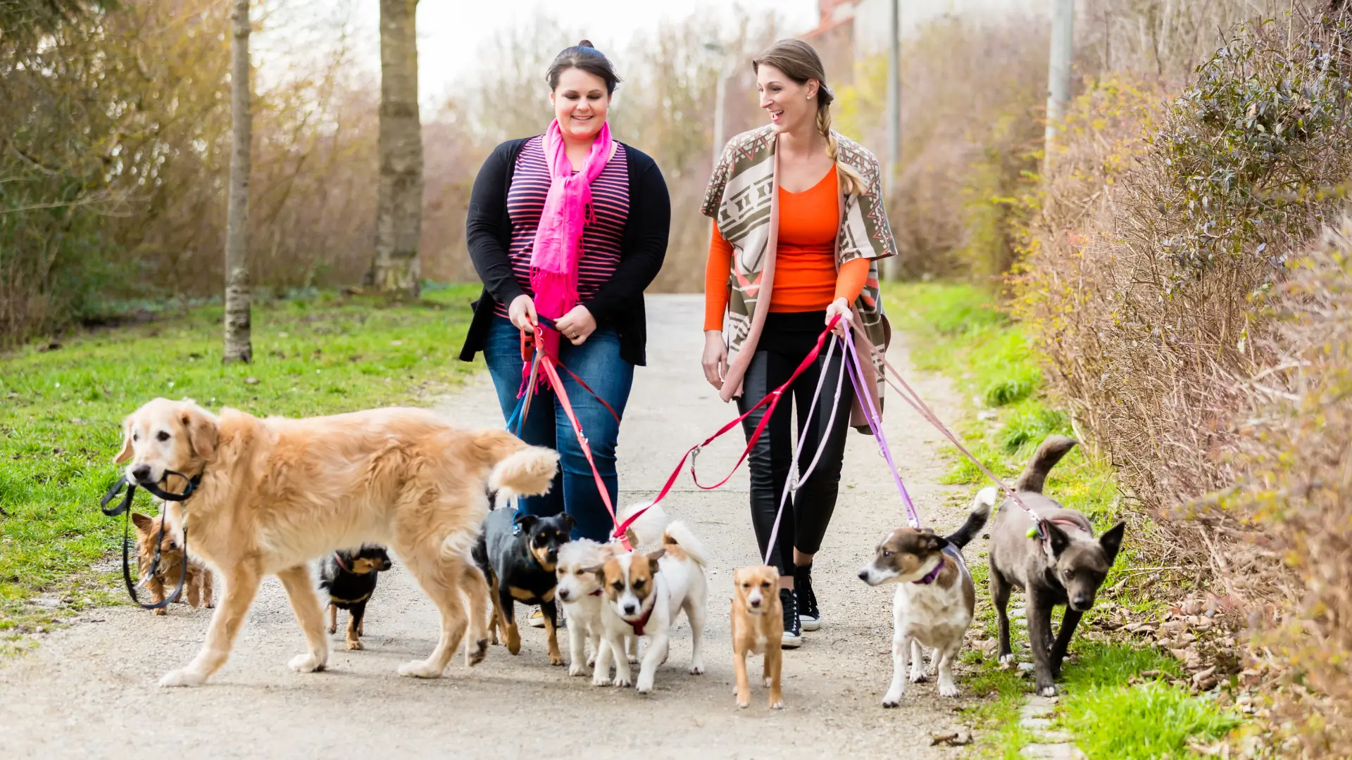 dog sitter