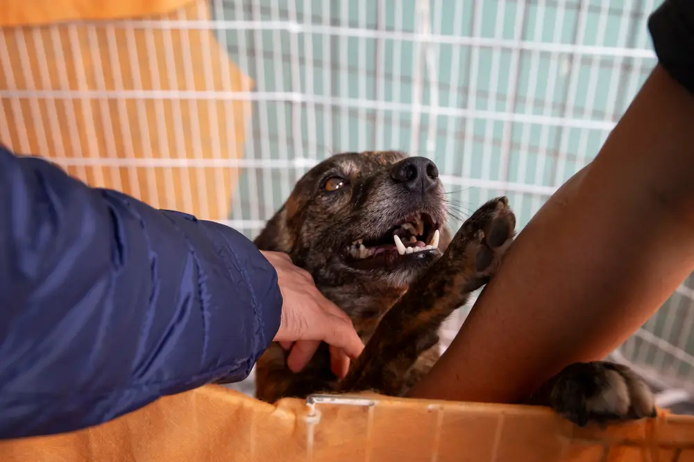 feira de adocao de cachorro