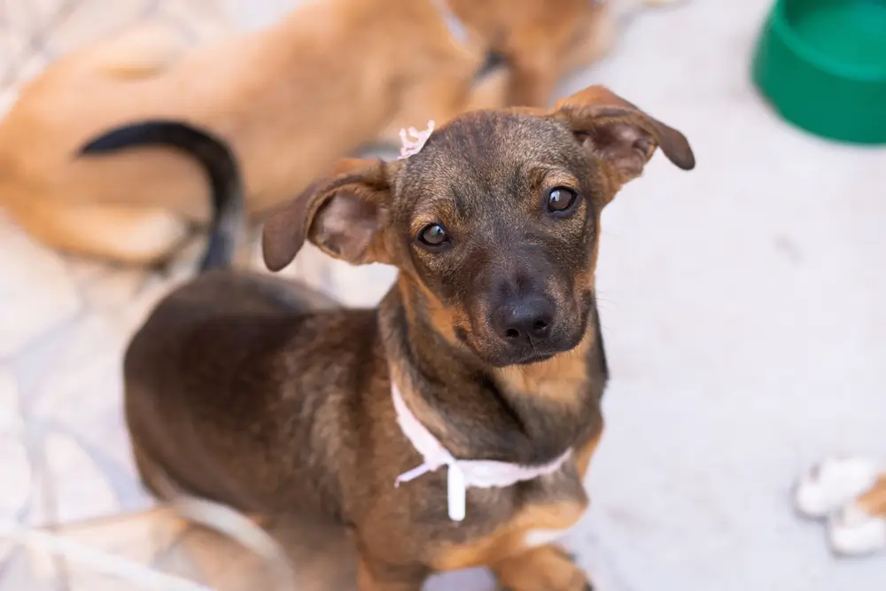 feira de cachorros para doacao