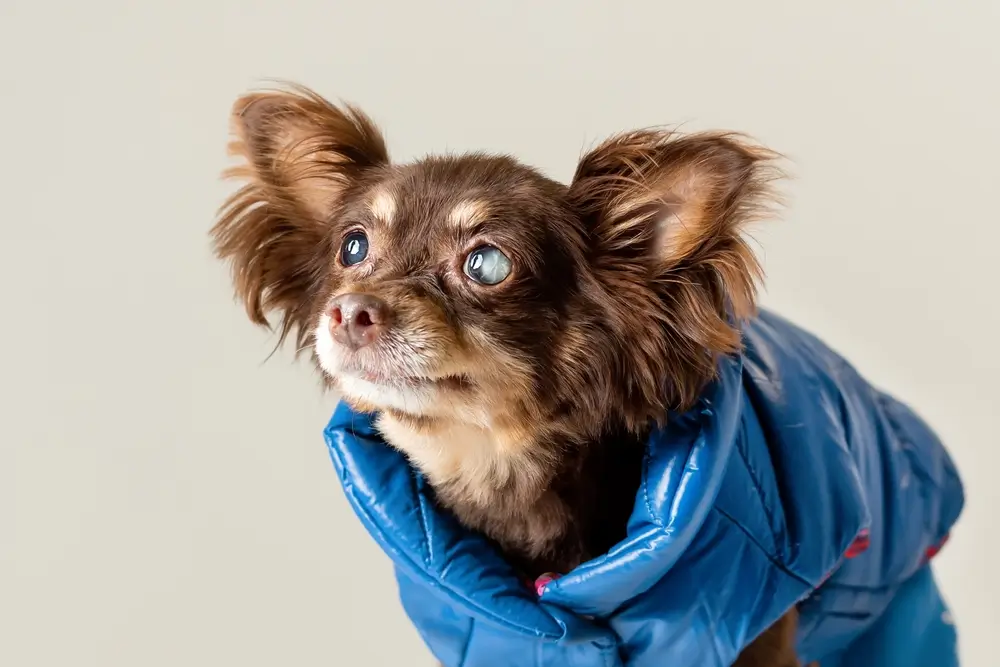 fotos de cachorro com glaucoma