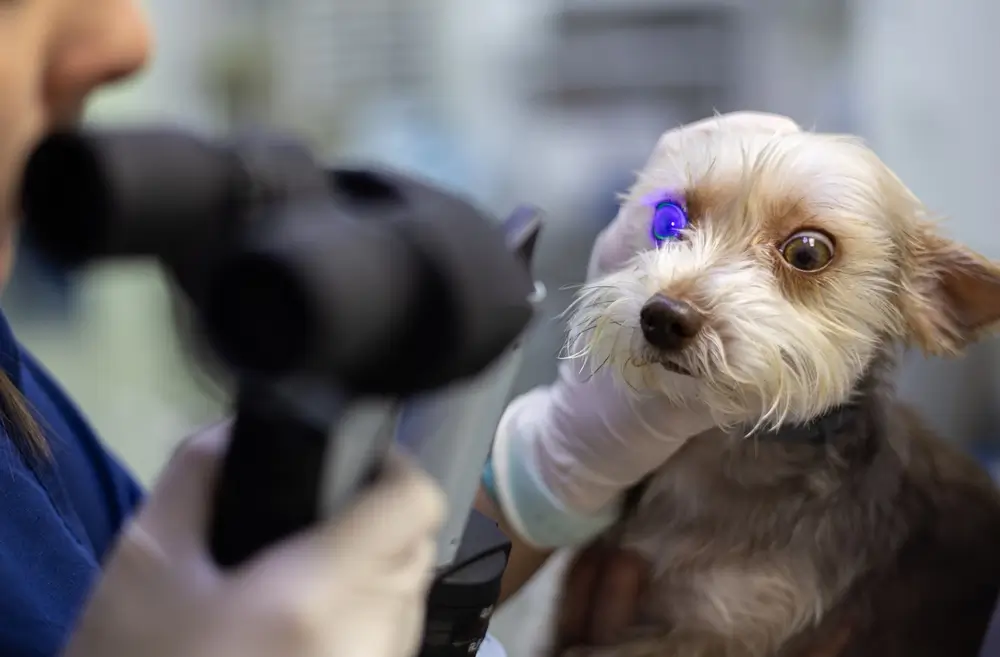 glaucoma em cachorro tratamento