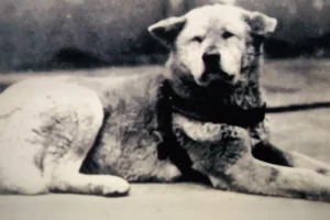 hachiko-dog