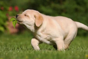 labrador-filhote-da-trabalho