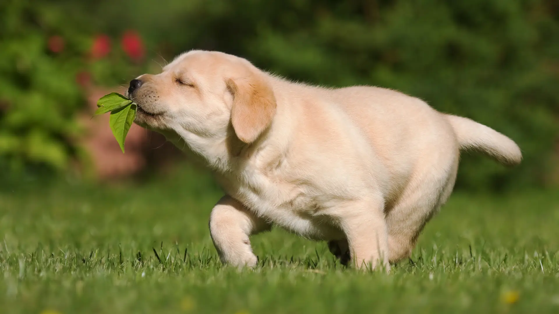 labrador filhote da trabalho