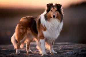 lassie-1994-filme