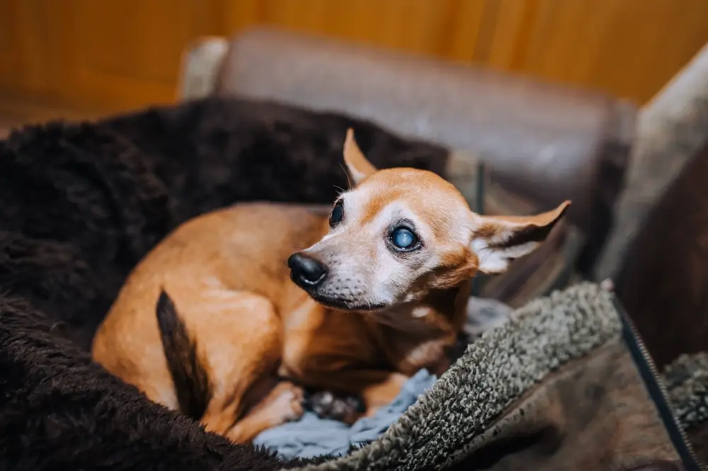 o que causa glaucoma em cachorro