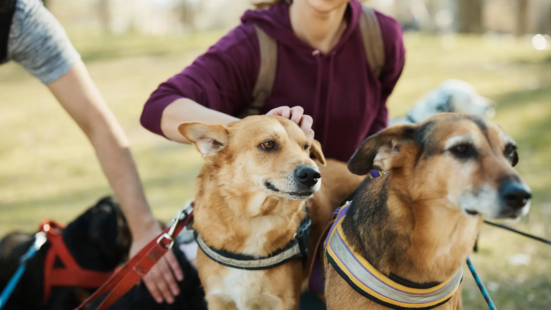 o que e preciso para ser pet sitter