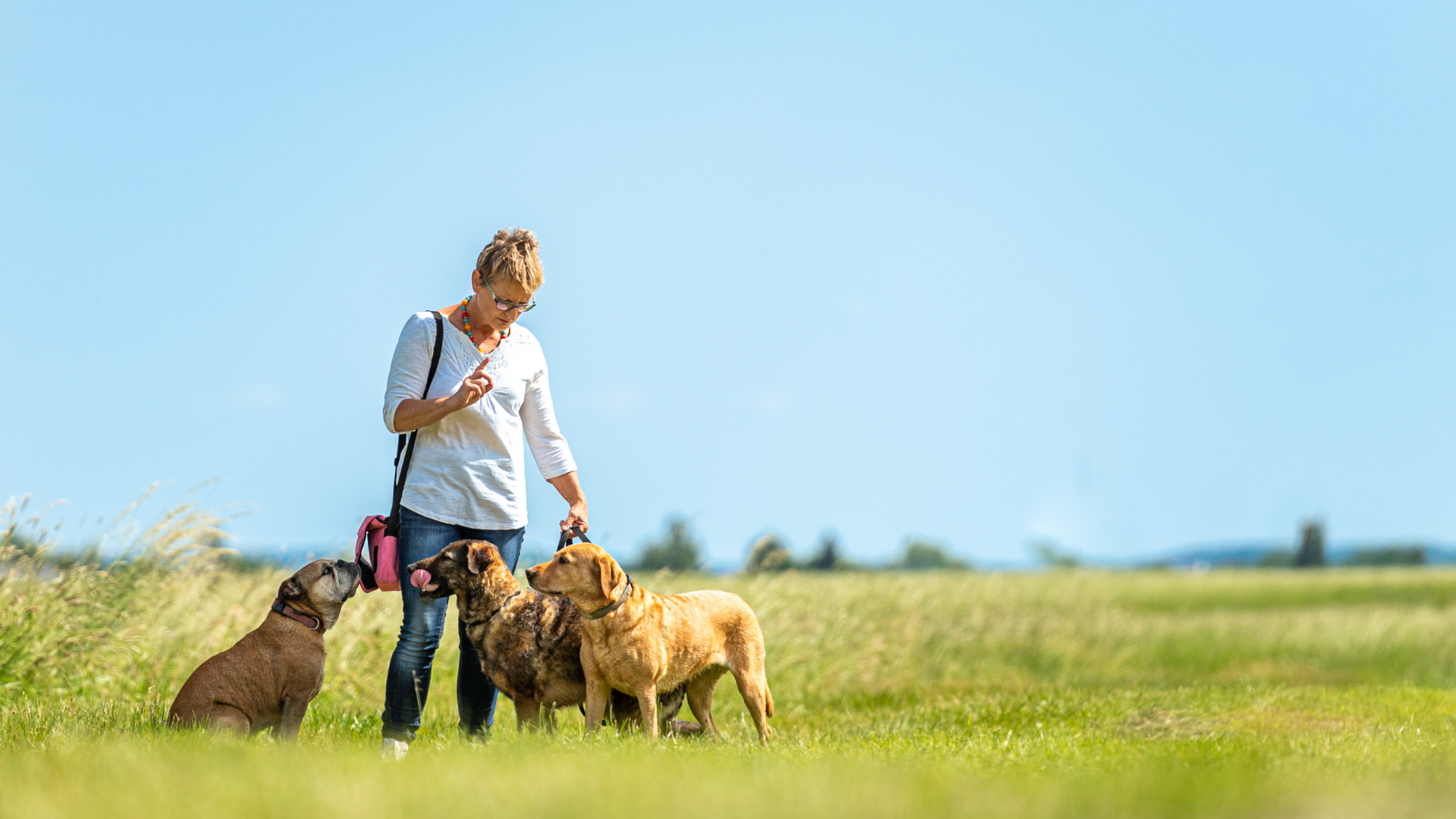 o que faz um pet sitter