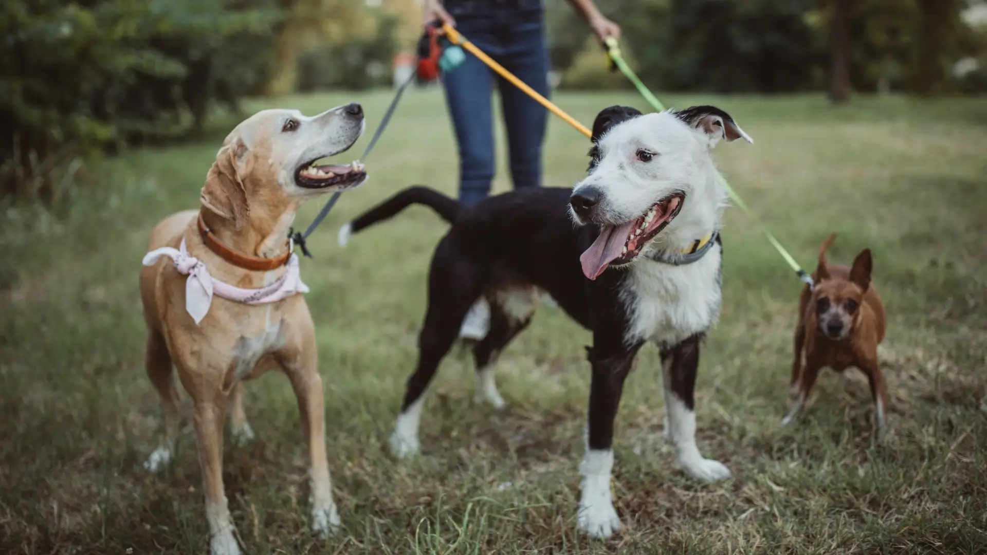 porque contratar um pet sitter