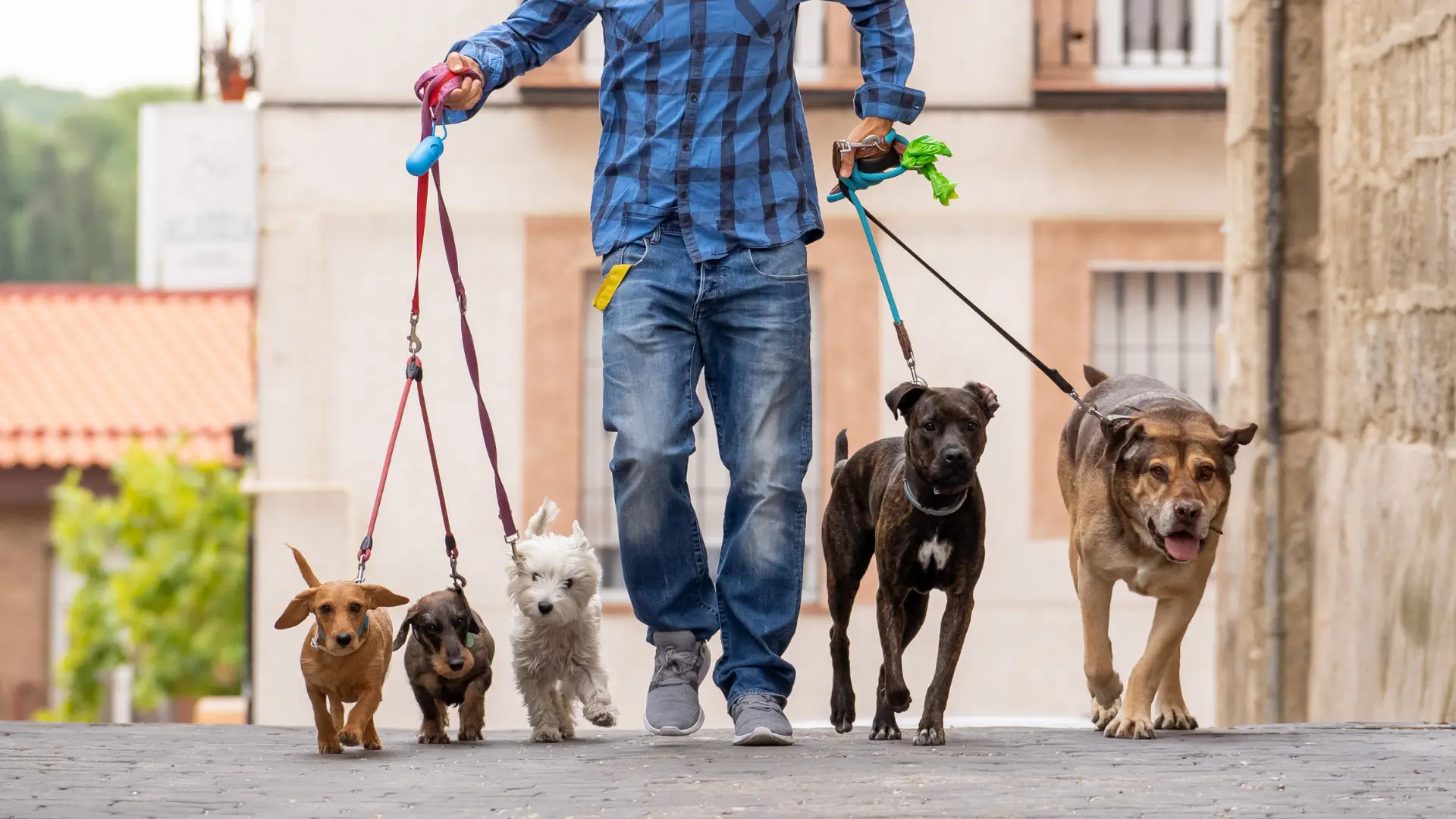 qual a diferenca entre pet sitter e dog walker