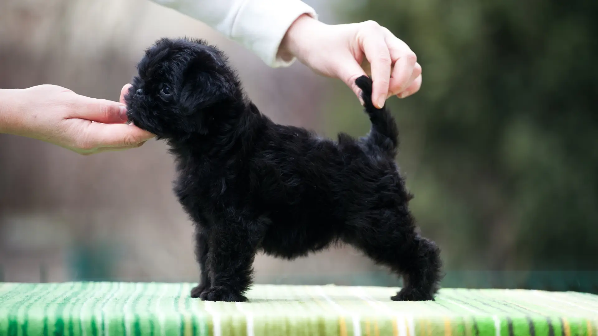 qual a raca de cachorro que cabe na palma da mao