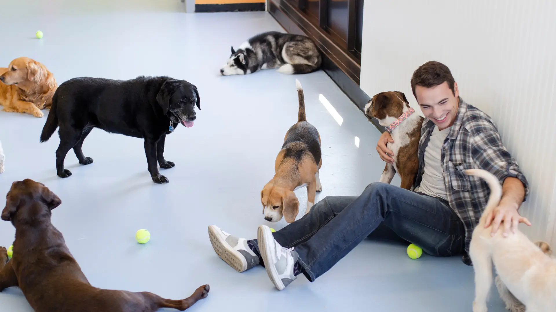 quantas horas o cachorro fica na creche