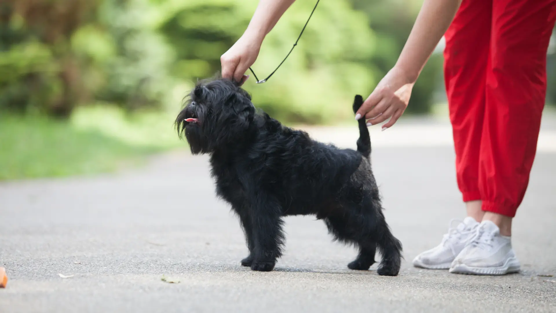 raca pequena affenpinscher