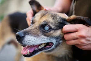 sintomas-catarata-cachorro