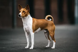 basenji