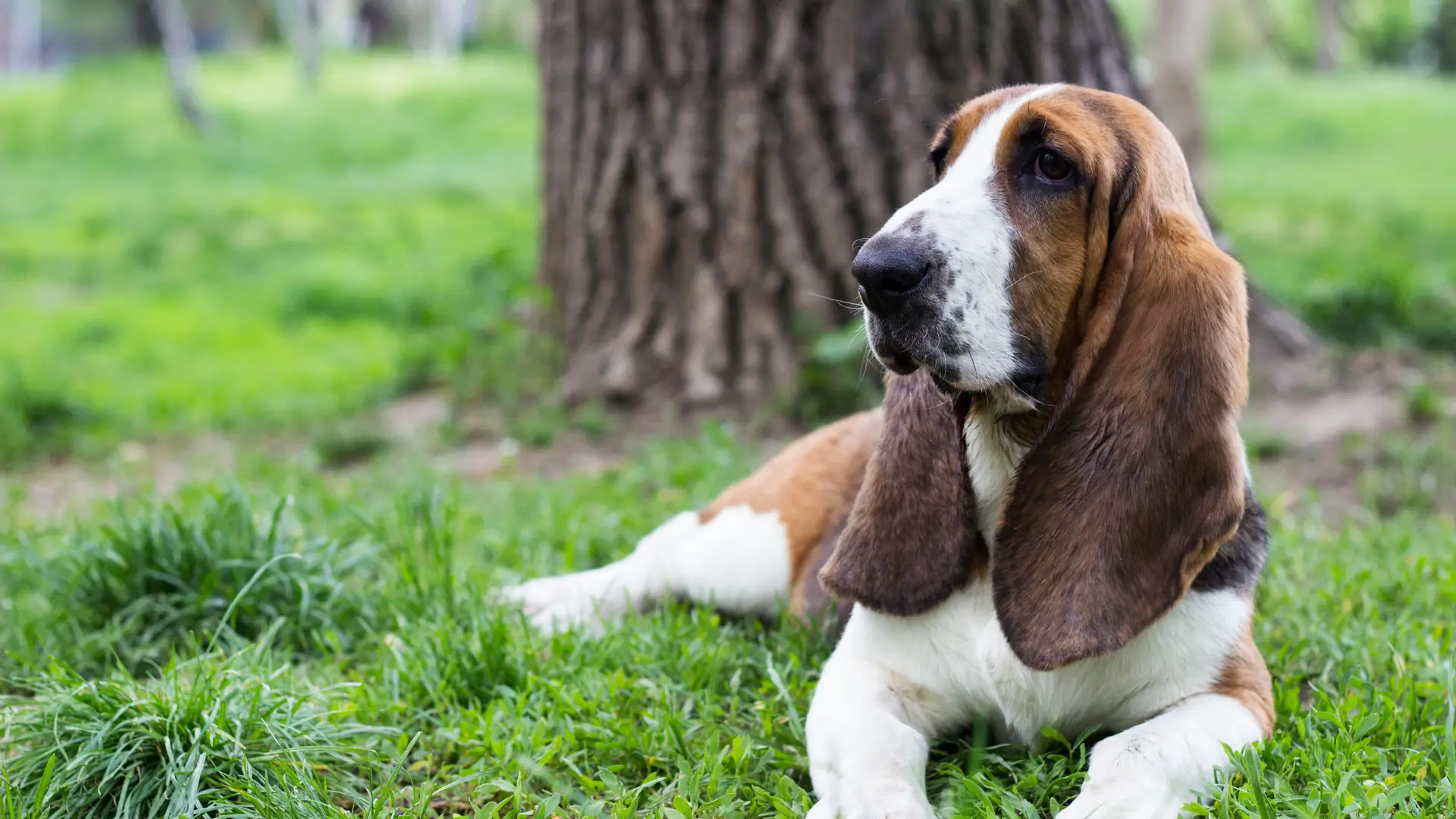 basset hound adulto