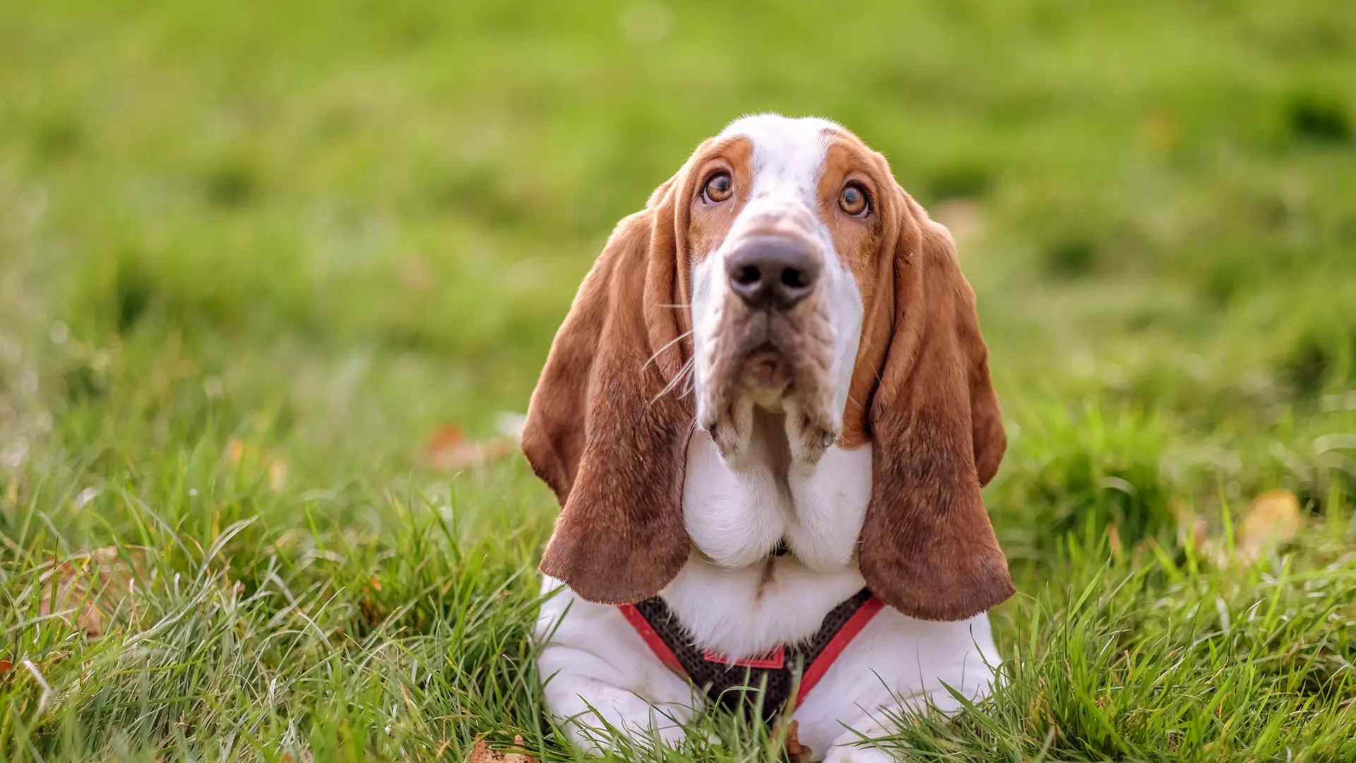 basset hound cuidados