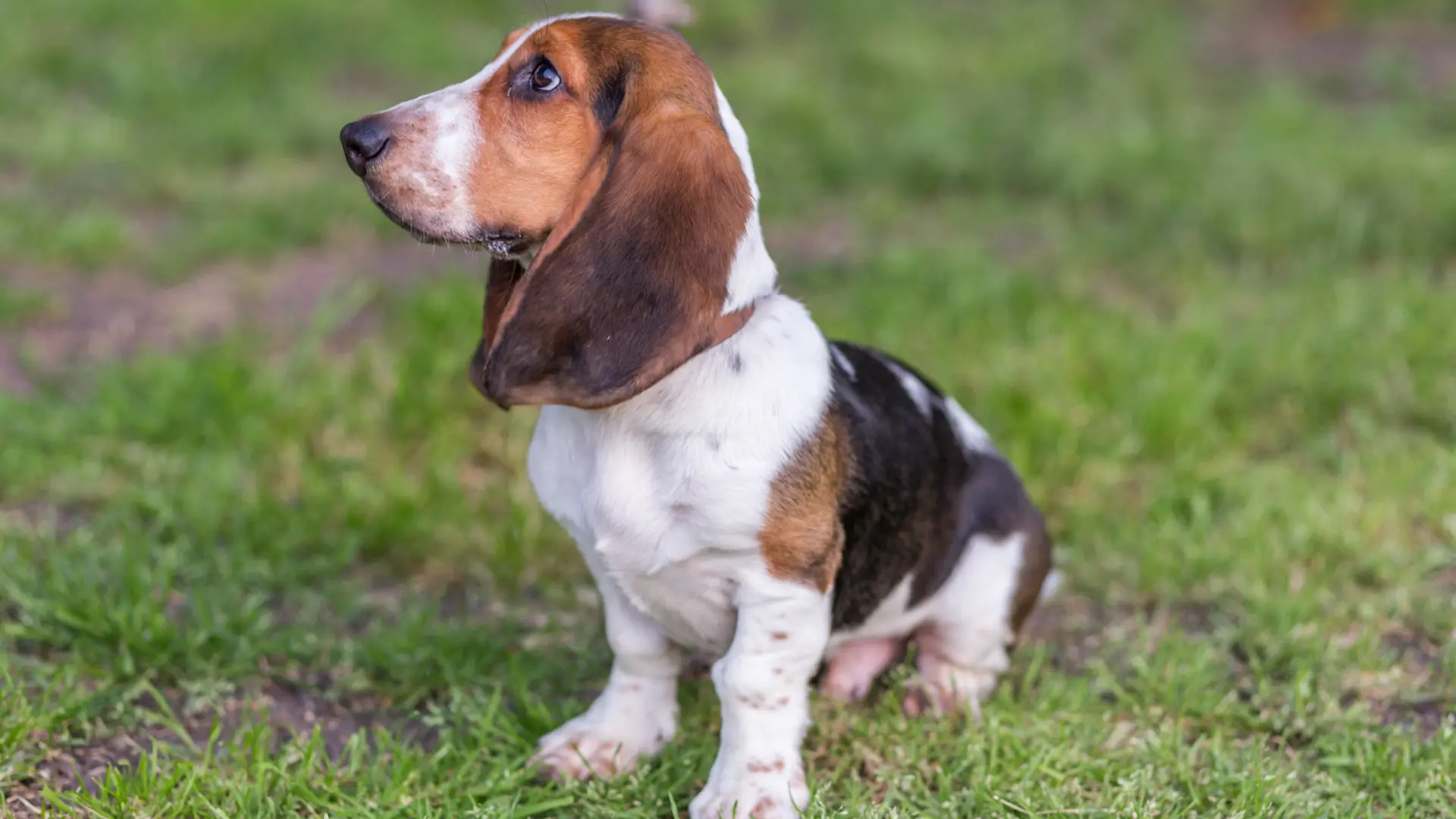 basset hound filhote precos