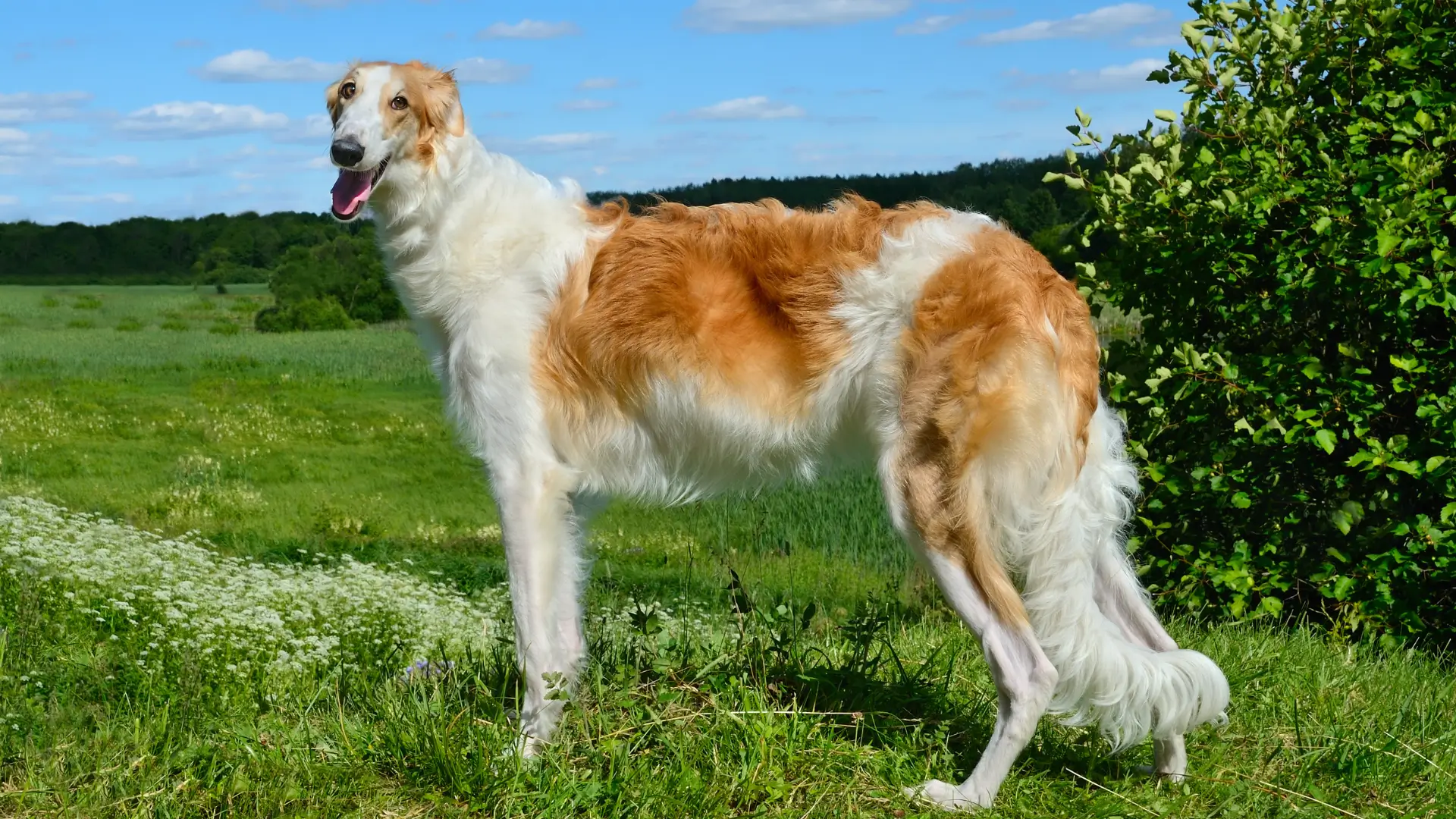 borzoi tamanho em pe