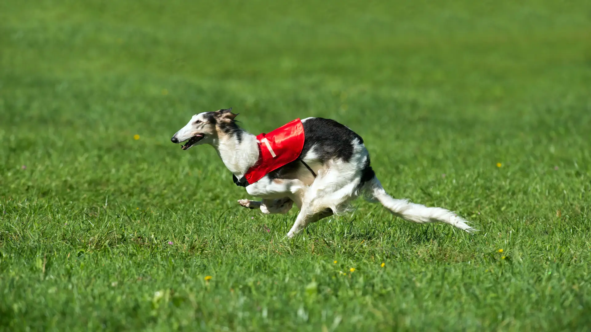 borzoi velocidade