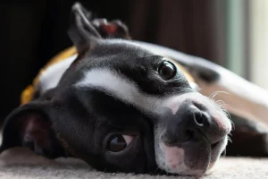 boston-terrier