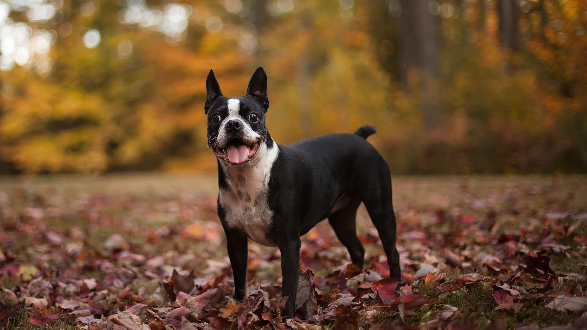 boston terrier solta pelo