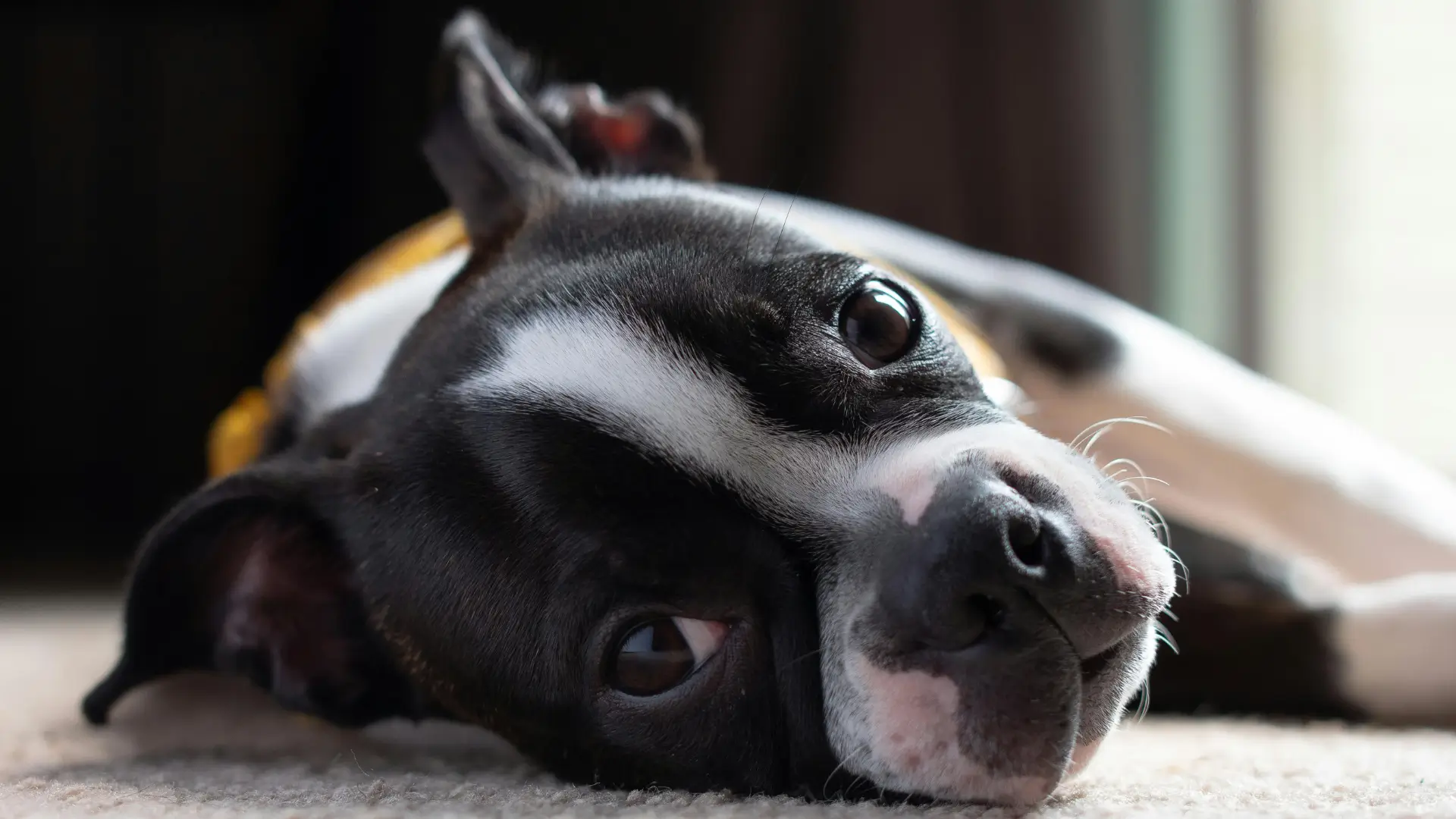 boston terrier