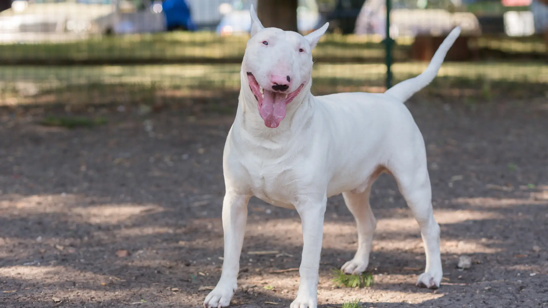 bull terrier e mais forte que pit bull