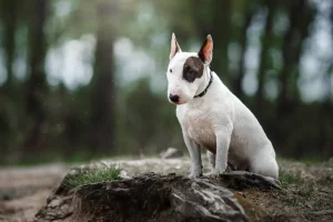 bull-terrier
