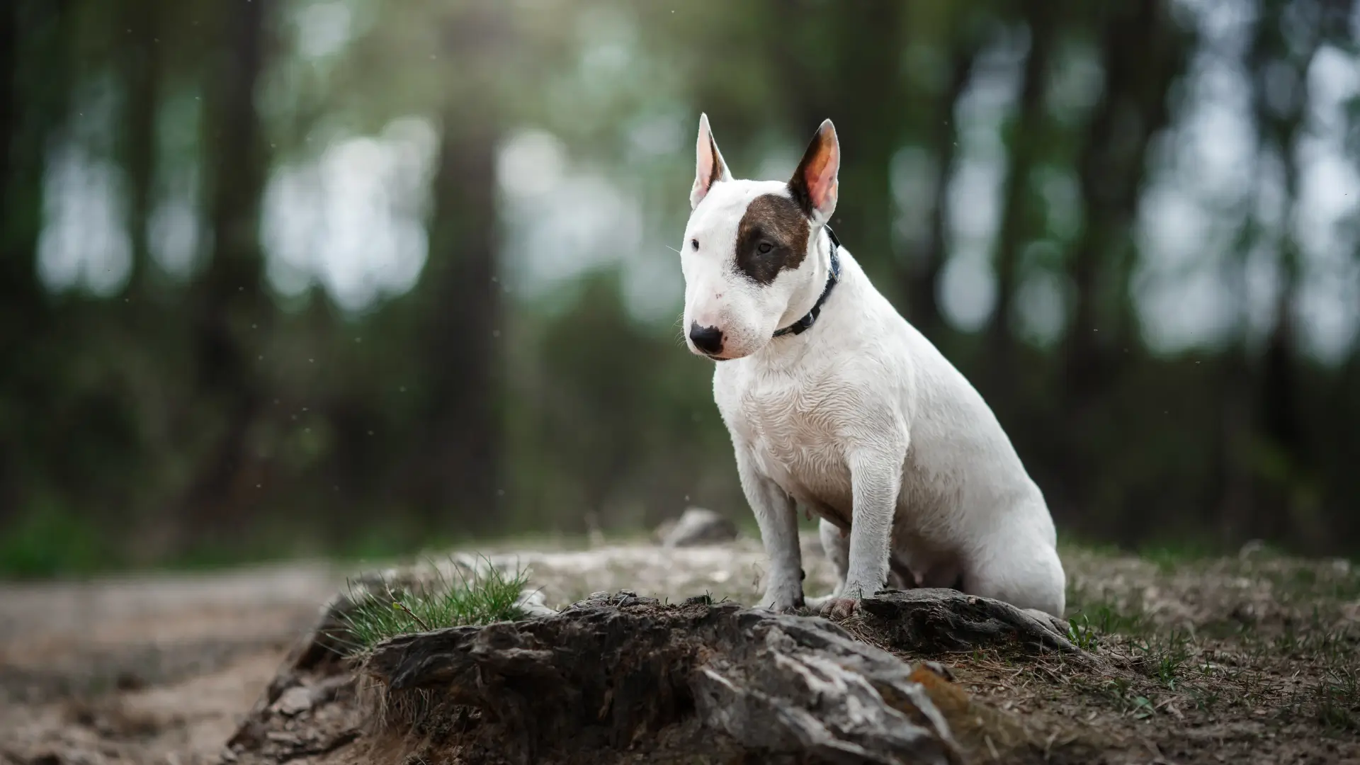 bull terrier pelagem