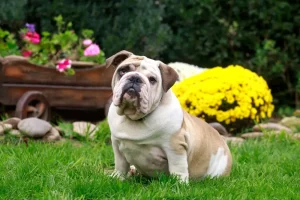 bulldog-ingles-filhote-valor
