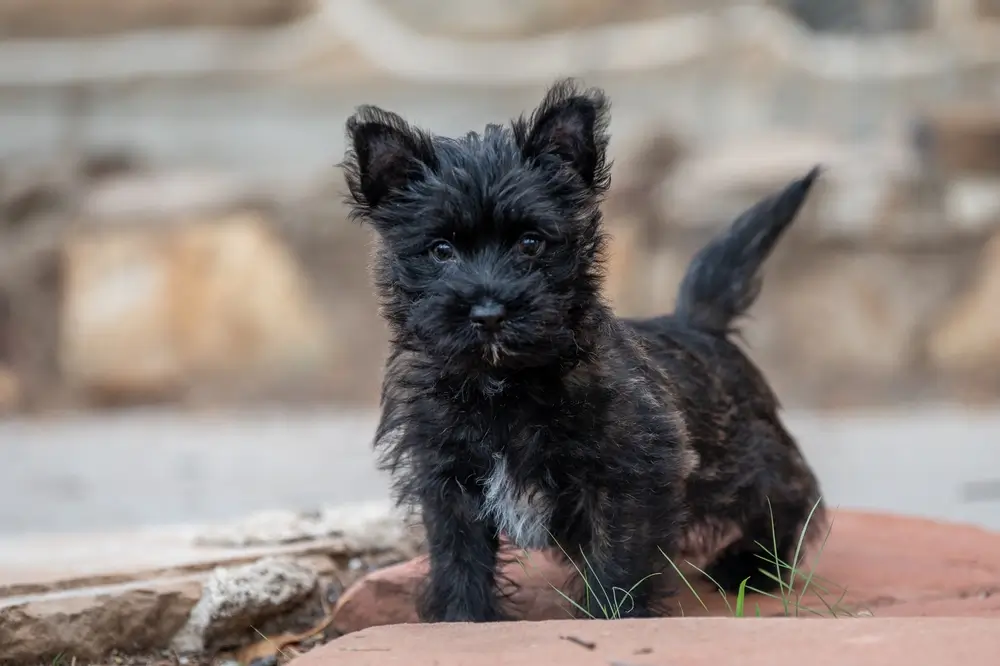 cairn terrier filhote