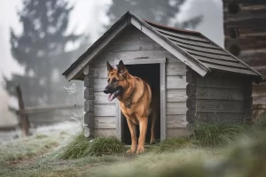 casinha-de-cachorro-grande-area-externa