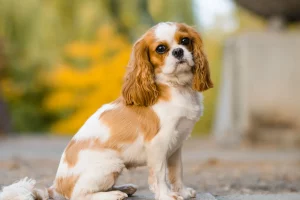 cavalier-king-charles-spaniel