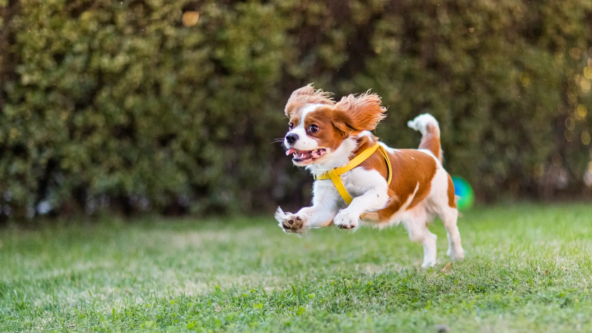 cavalier king charles spaniel filhote