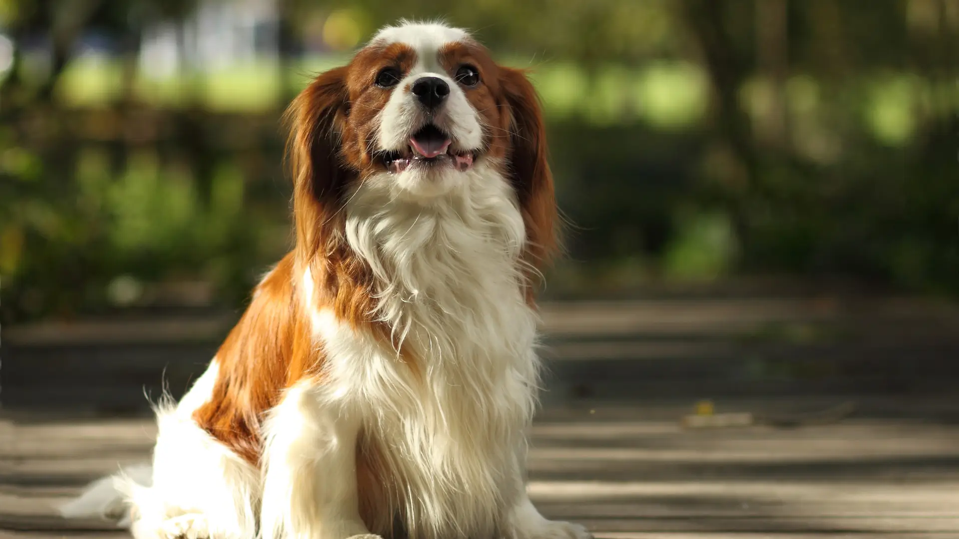 cavalier king charles spaniel tamanho