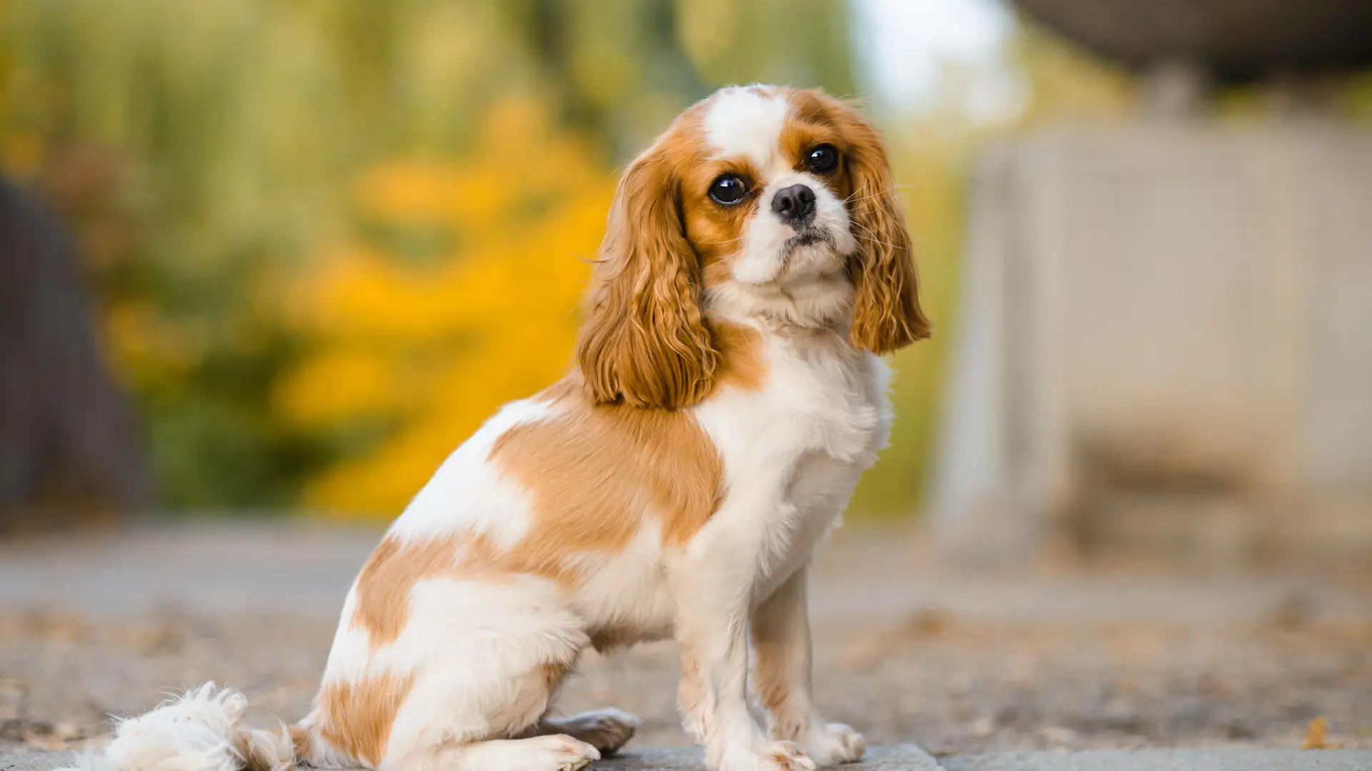 cavalier king charles spaniel