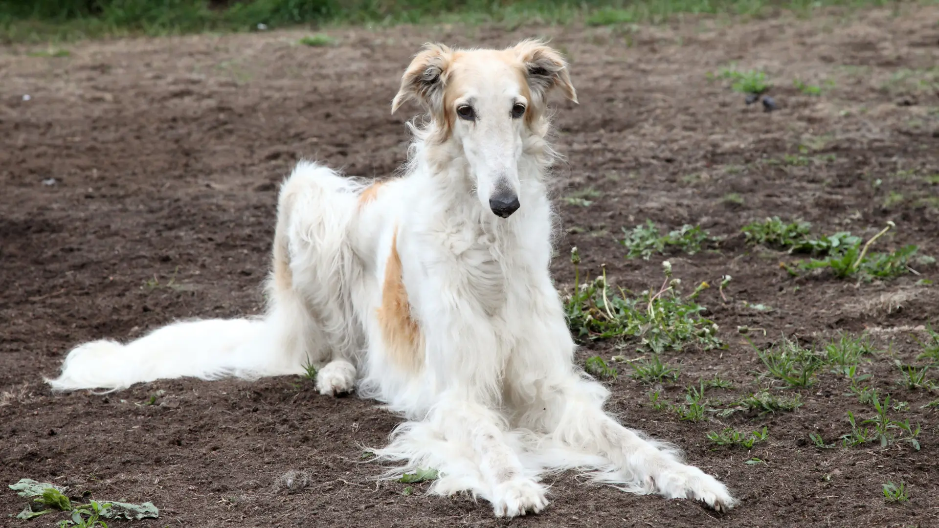 como cuidar de um borzoi