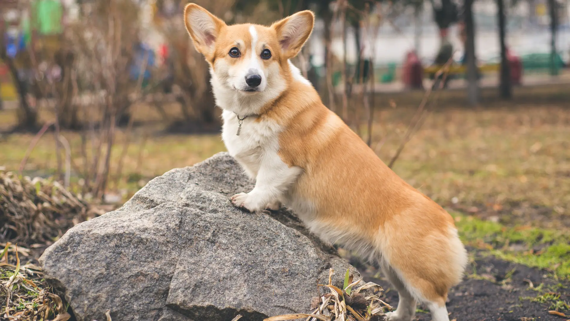 corgi pembroke welsh e muito caro