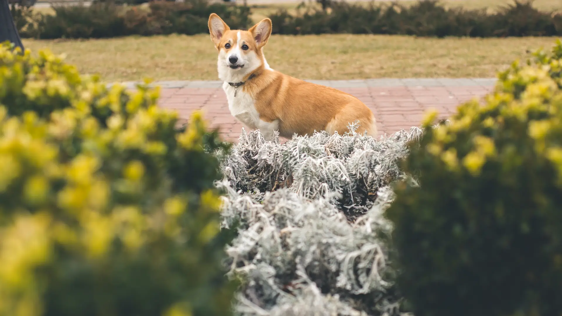 corgi pembroke welsh tem no brasil