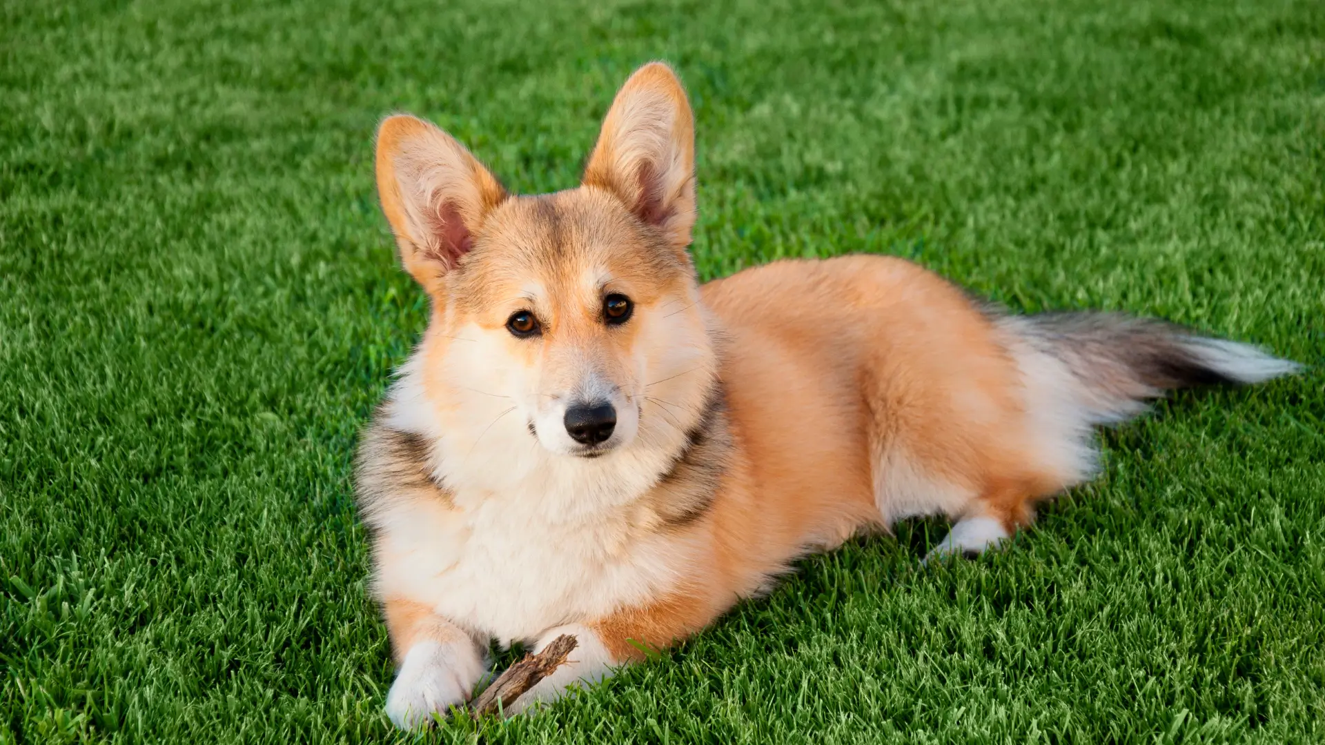 corgi pembroke welsh temperamento