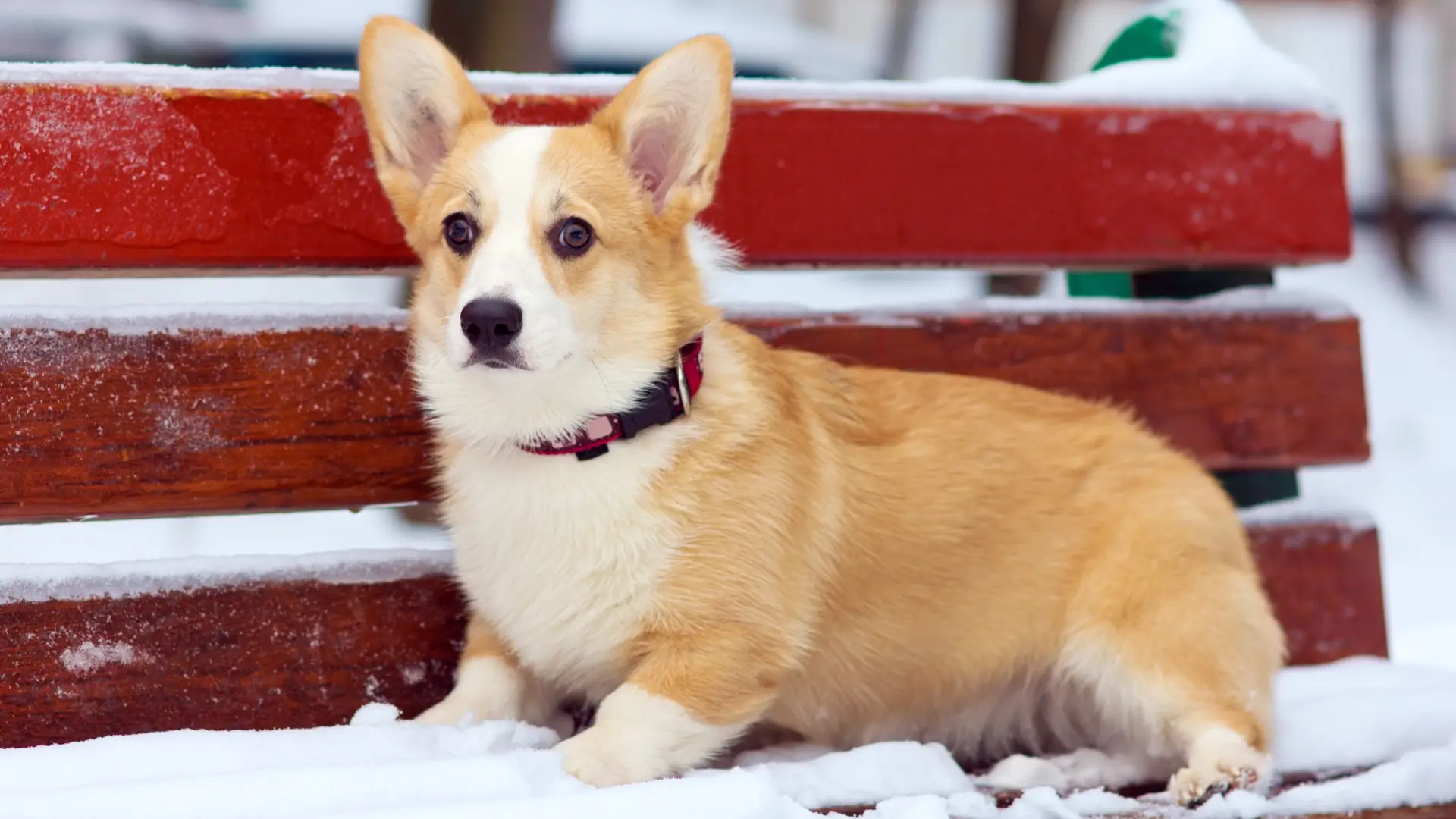 corgi pembroke welsh