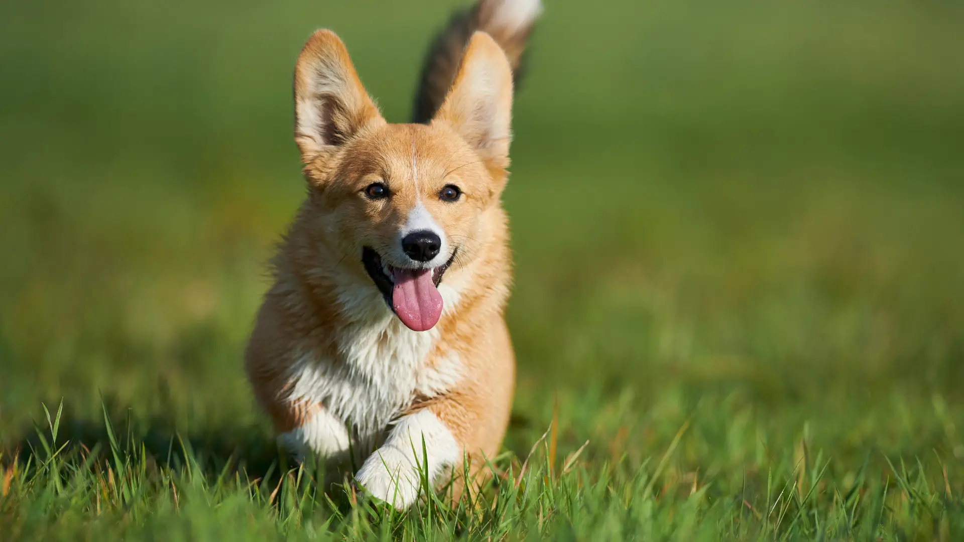 corgi quais os tipos