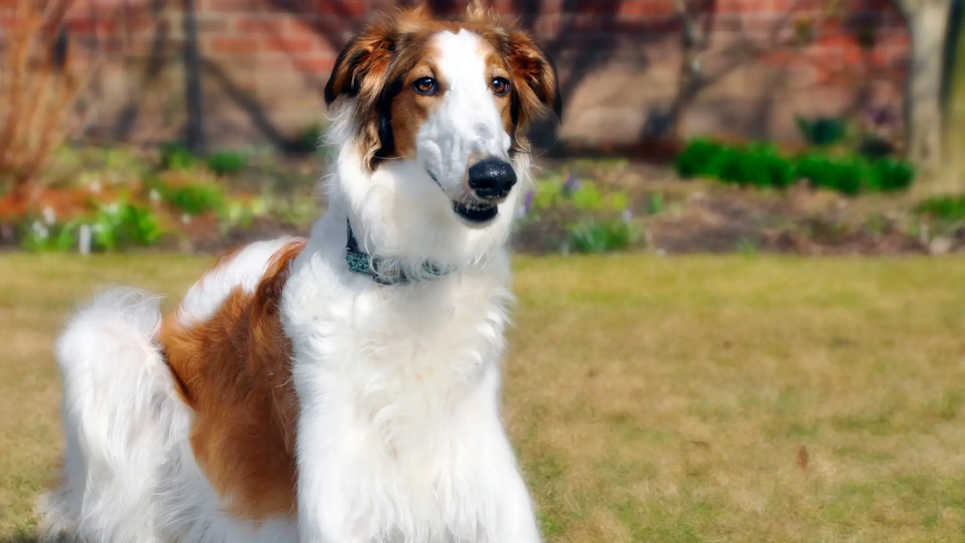 o que significa borzoi