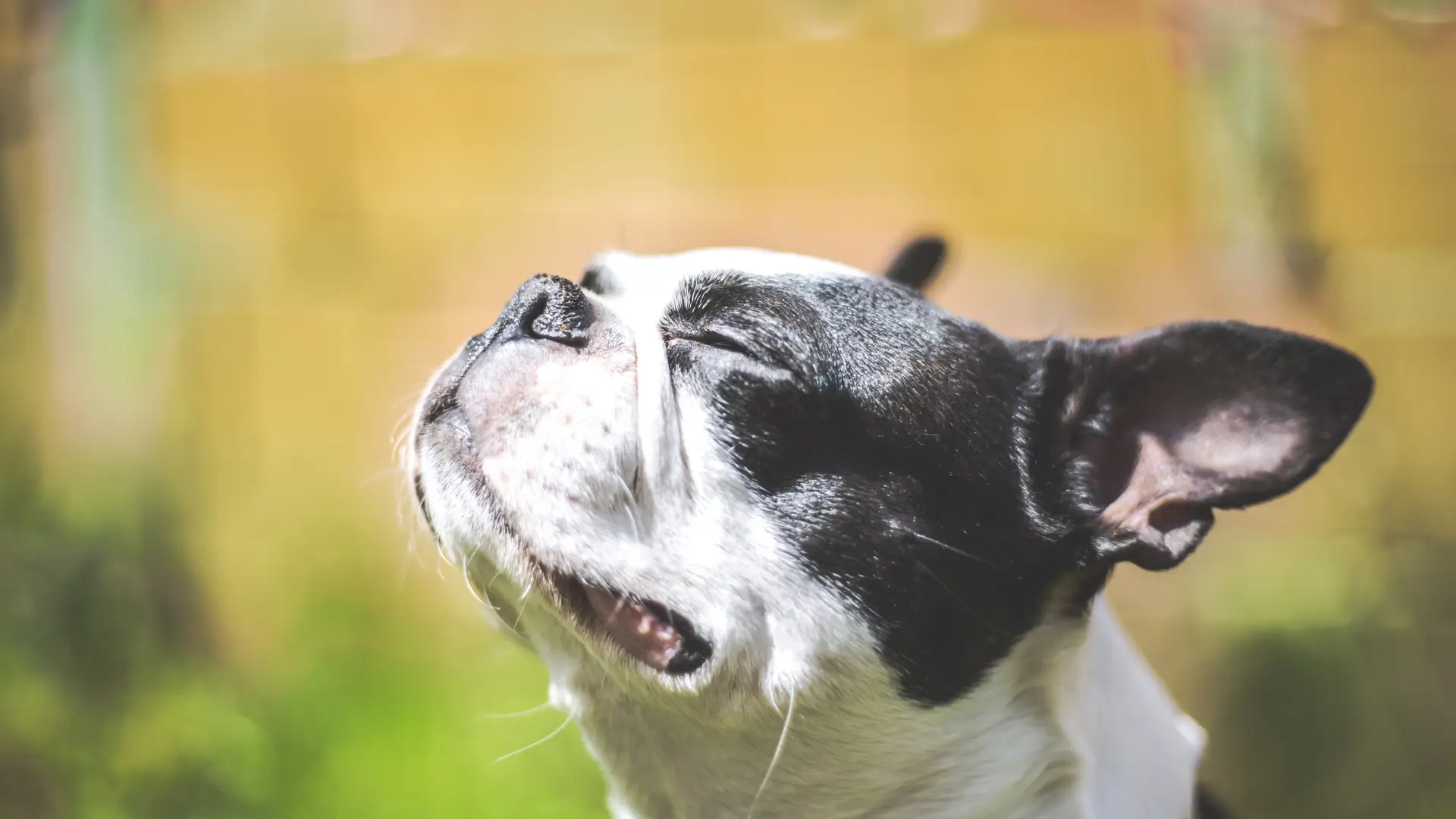 qual a diferenca entre buldogue frances e boston terrier